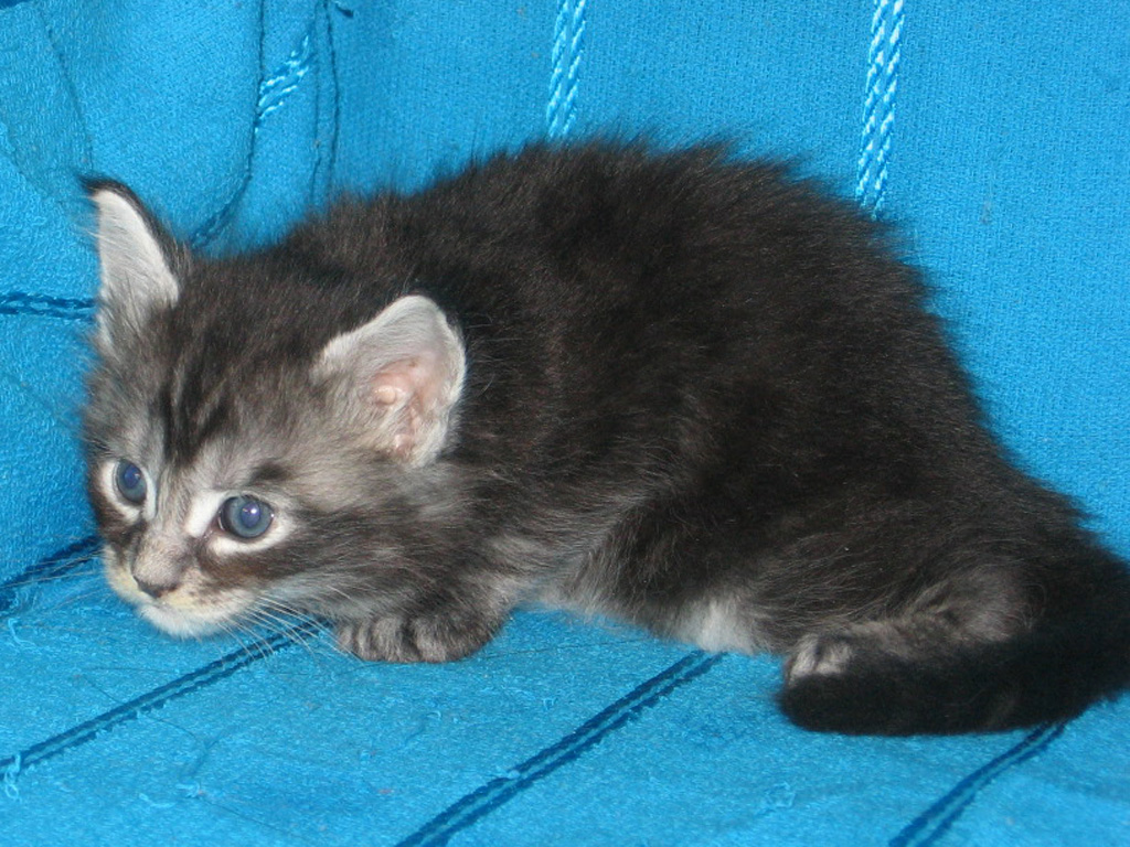 1 месяц