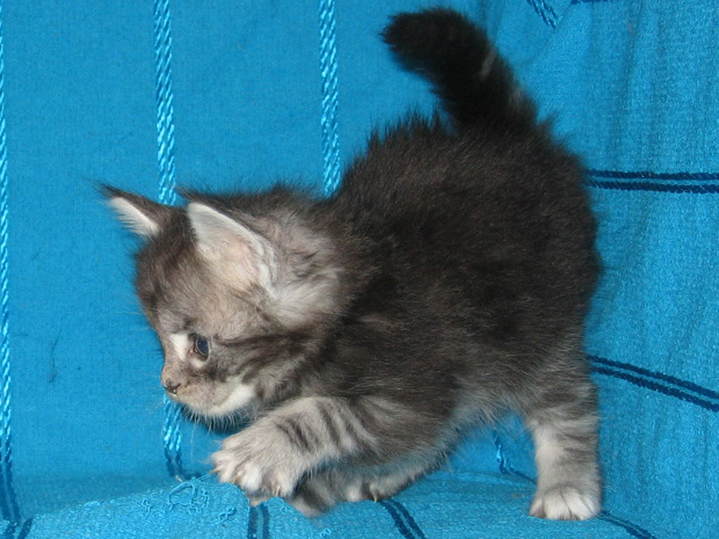 1 месяц