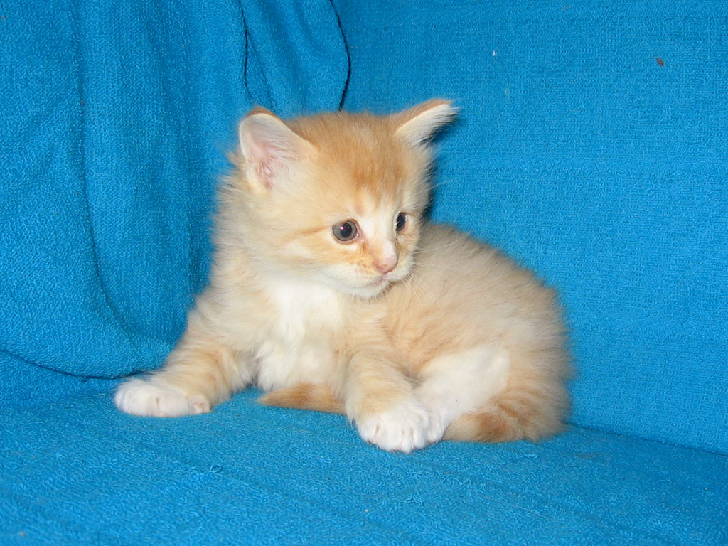 1 месяц